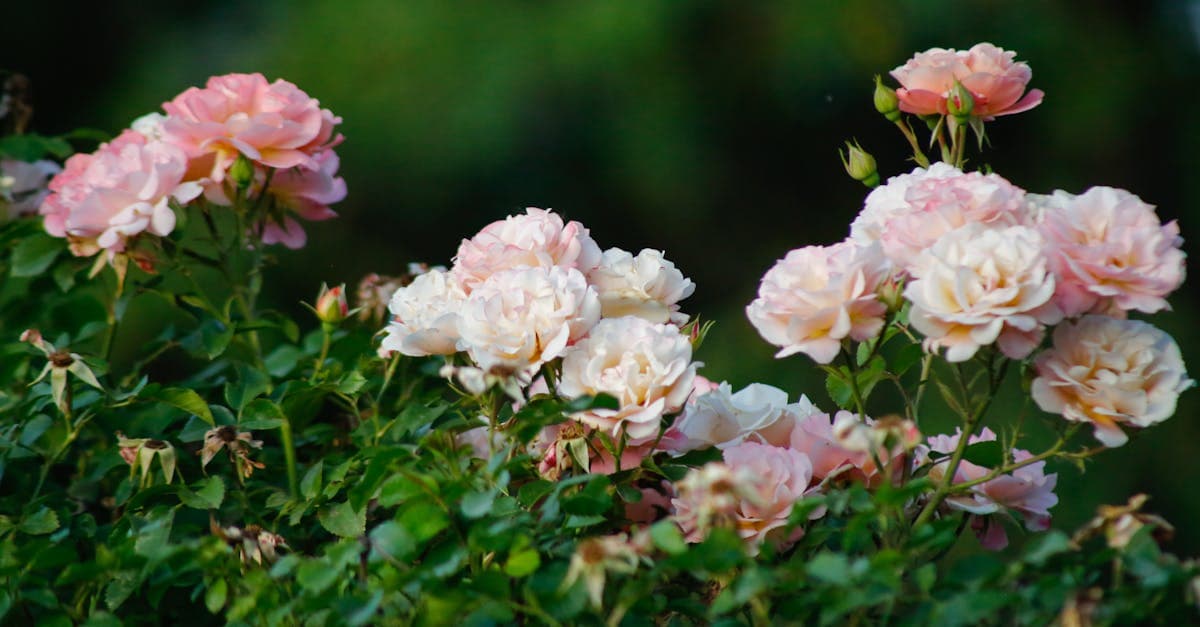 Gotlandtradgardson.com